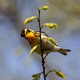 Blackburnian warbler
